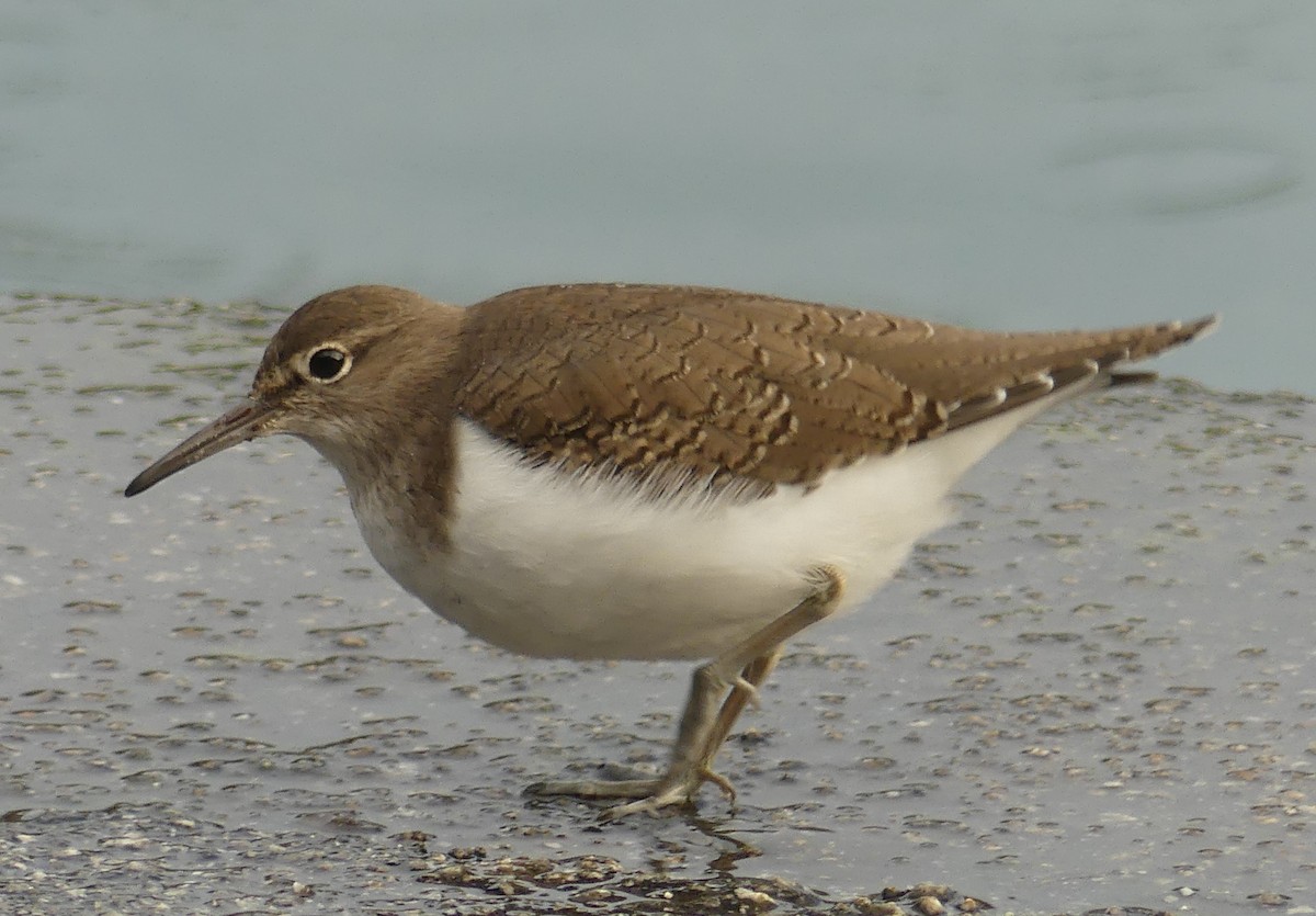 Flussuferläufer - ML645455032