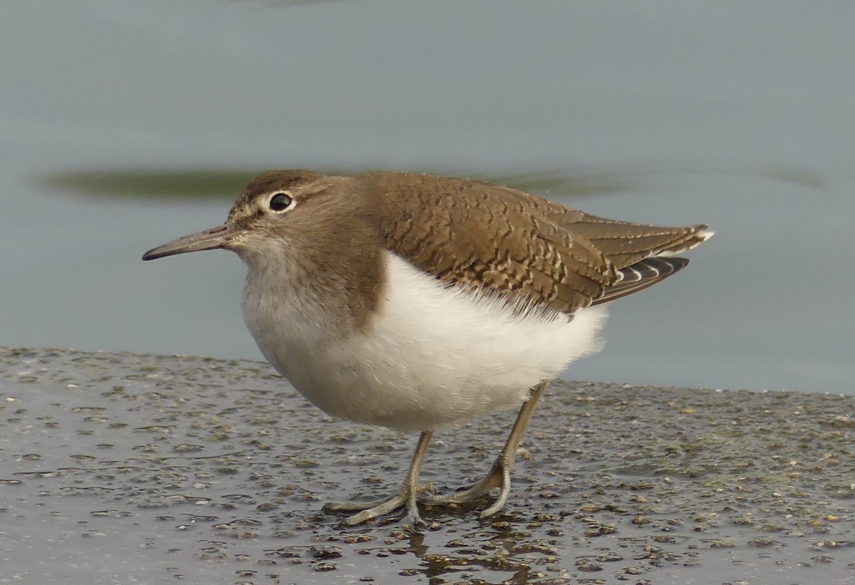 Flussuferläufer - ML645455033