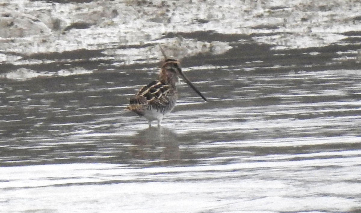 Wilsonbekassine - ML645455035