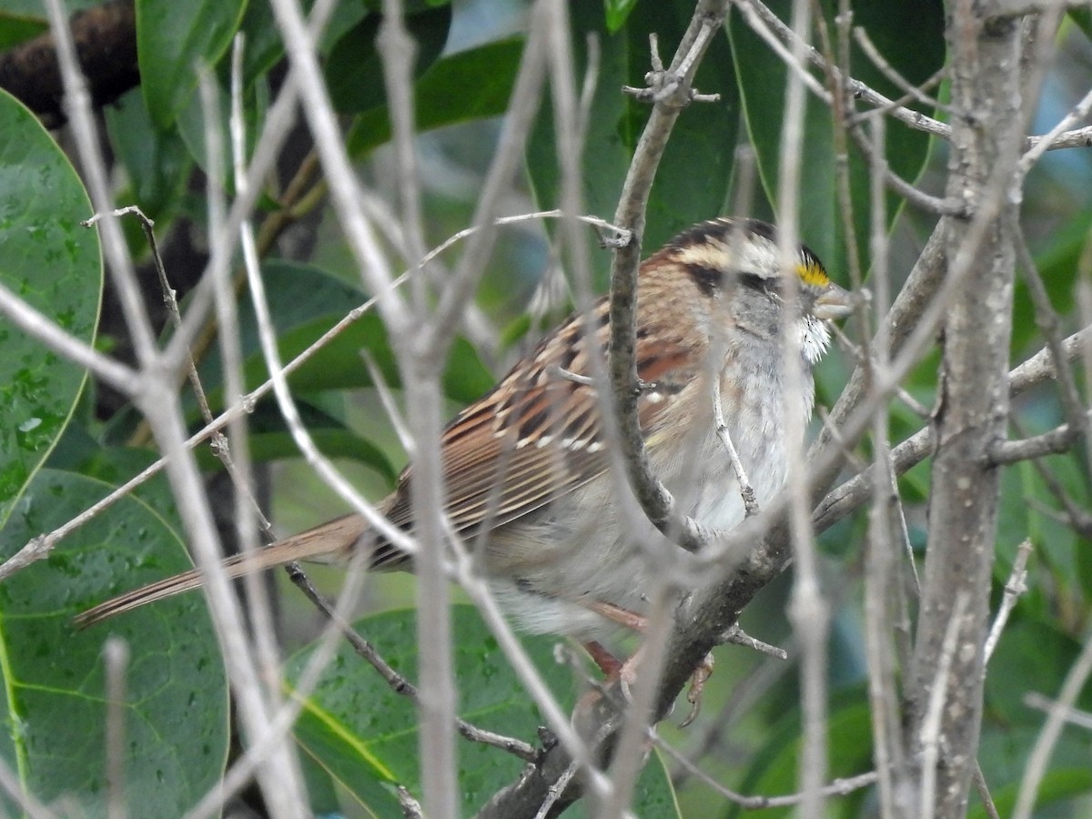 Weißkehlammer - ML645455037