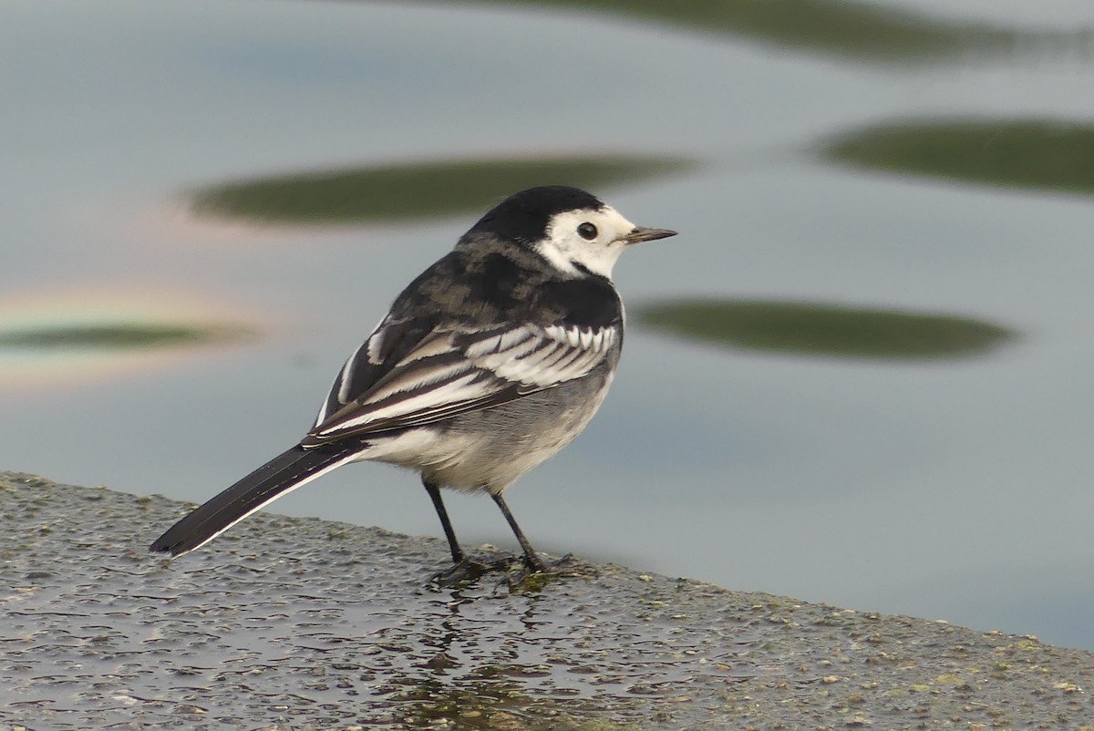 Bachstelze (Trauerbachstelze) - ML645455039