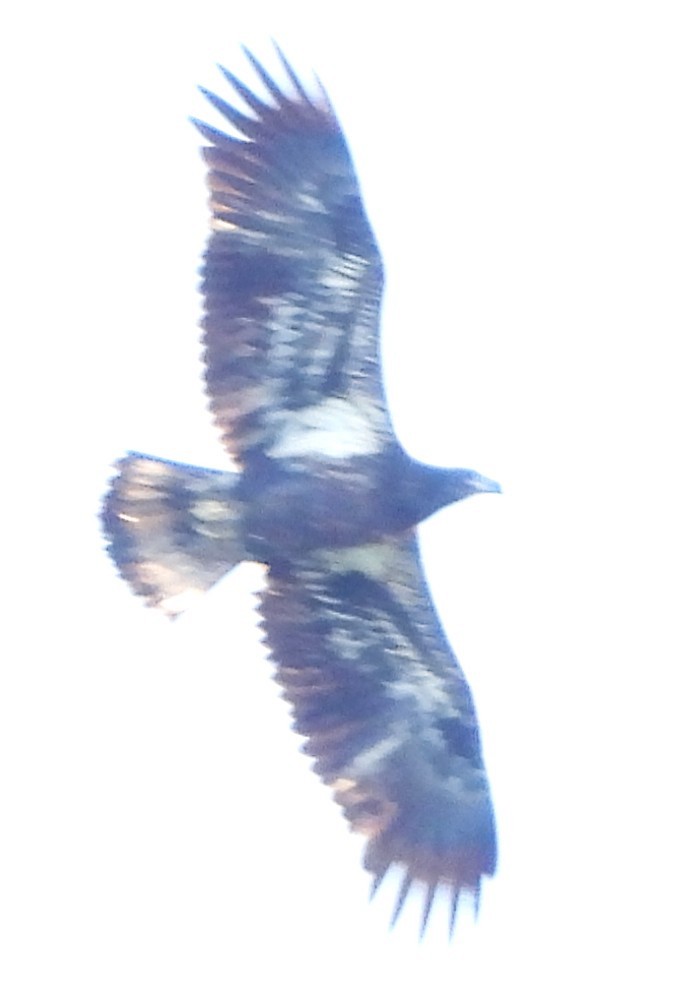 Weißkopf-Seeadler - ML645455040