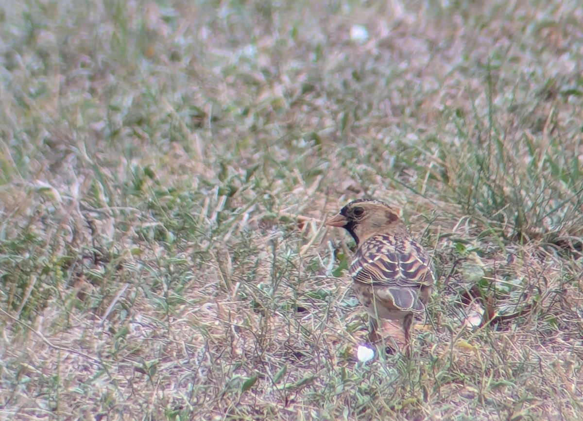 Harrisammer - ML645455042