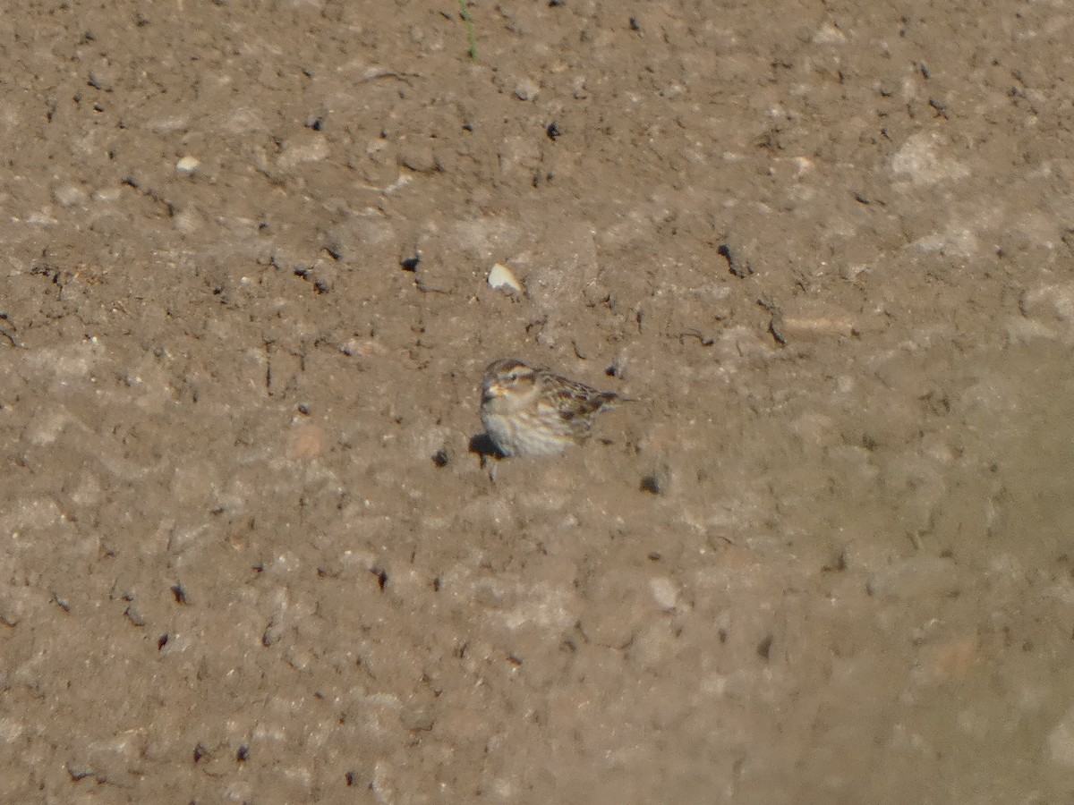 Steinsperling - ML645455043