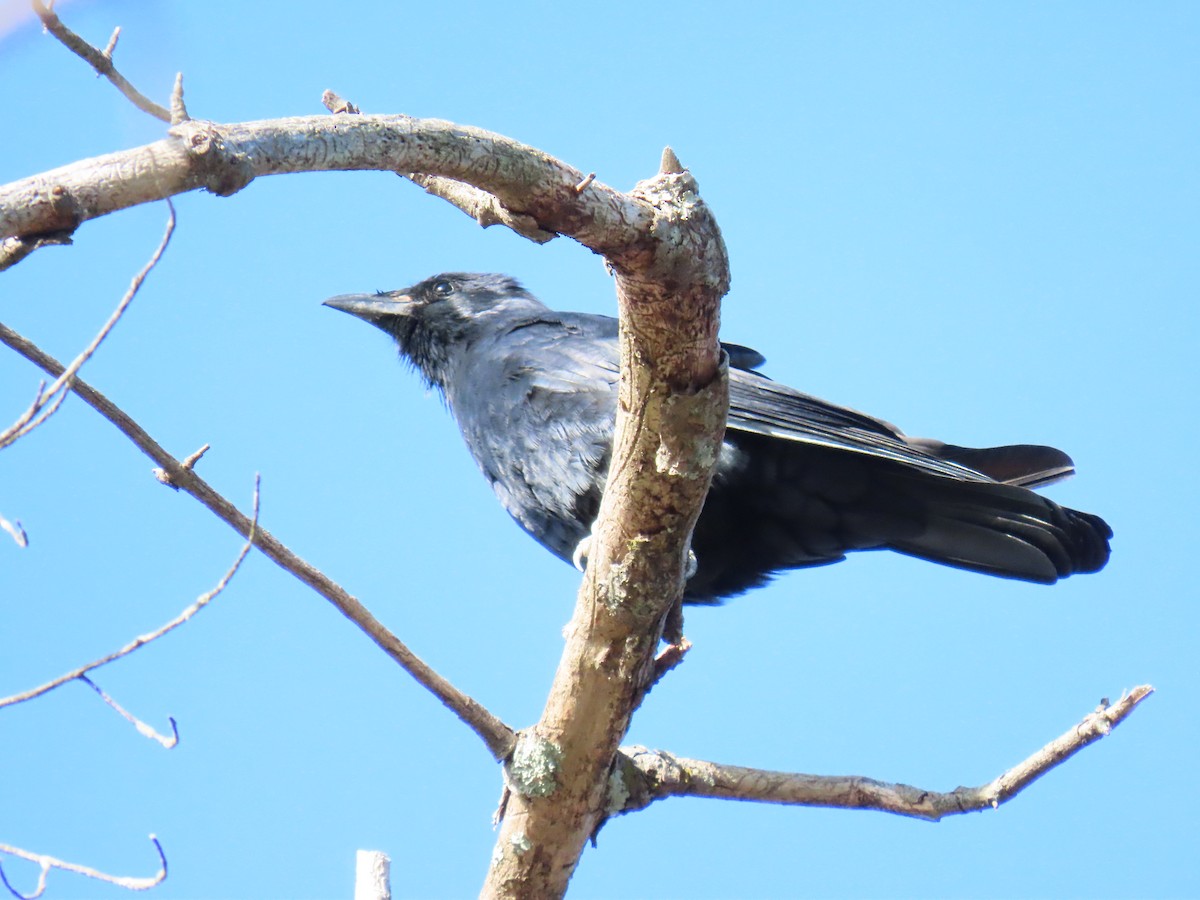 Fischkrähe - ML645455044