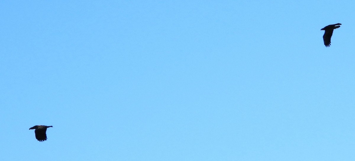 Weißkopf-Seeadler - ML645455045