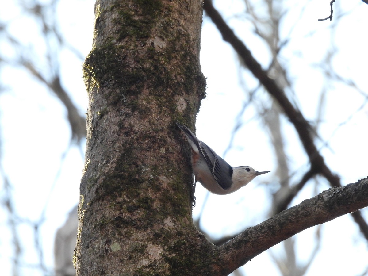 Weißbrustkleiber - ML645455046