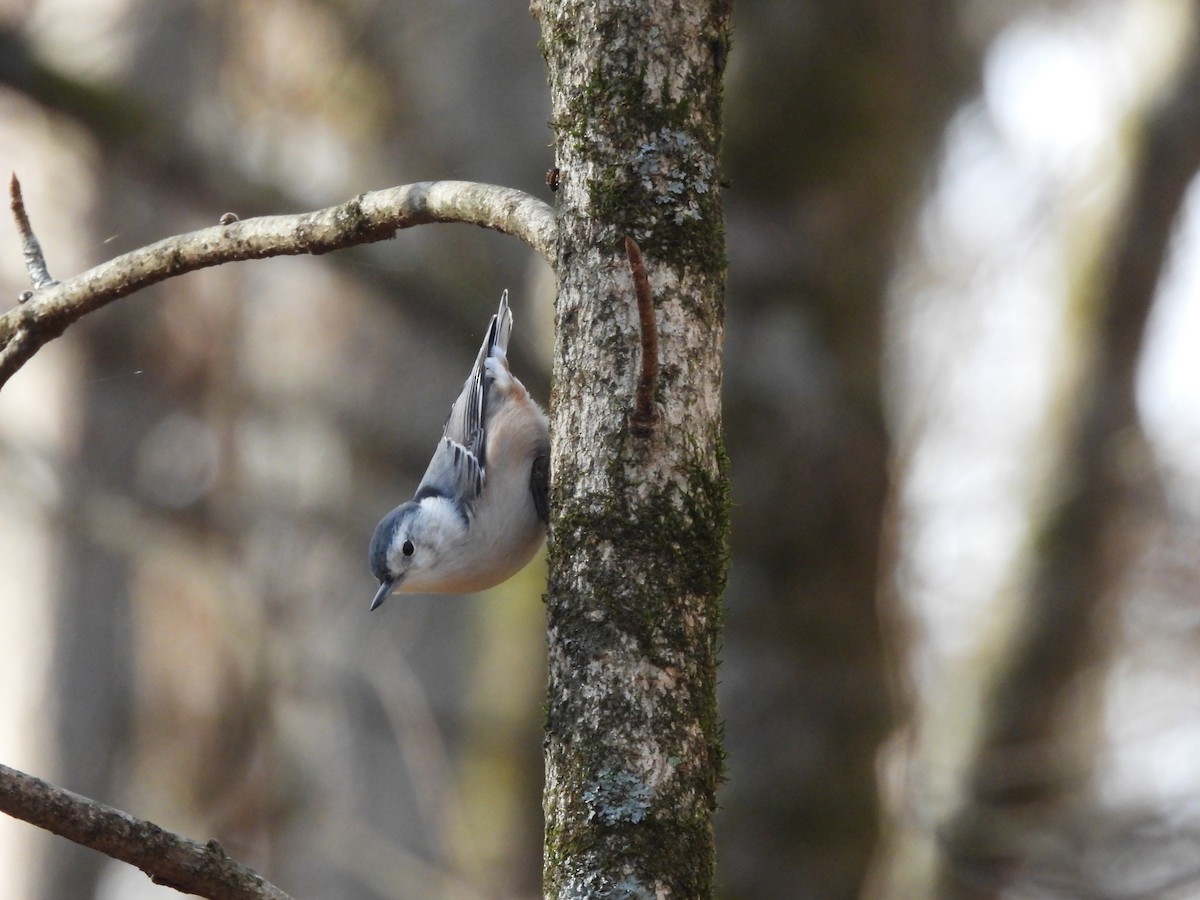 Weißbrustkleiber - ML645455047