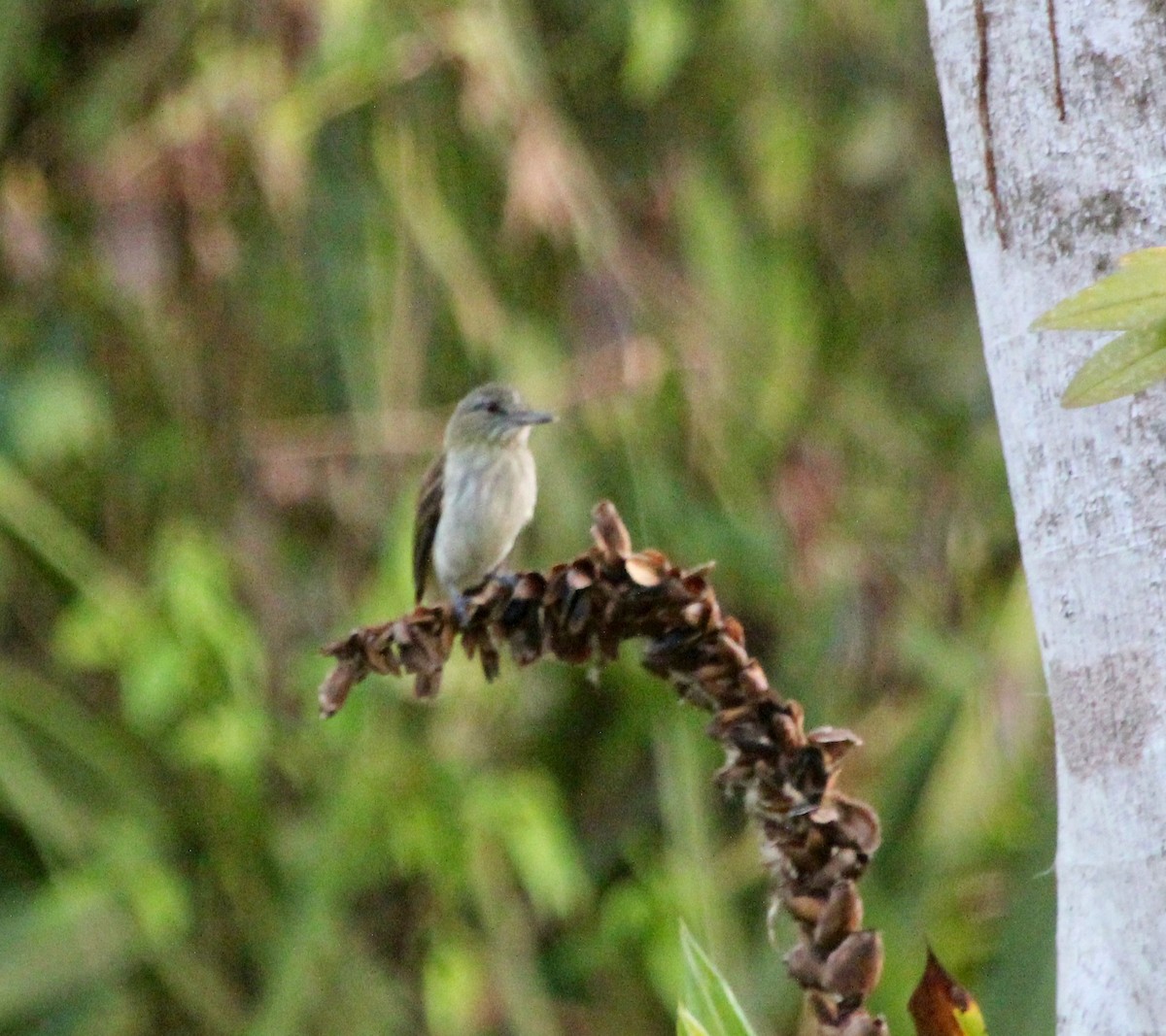 Gelbbürzel-Attilatyrann - ML645455049