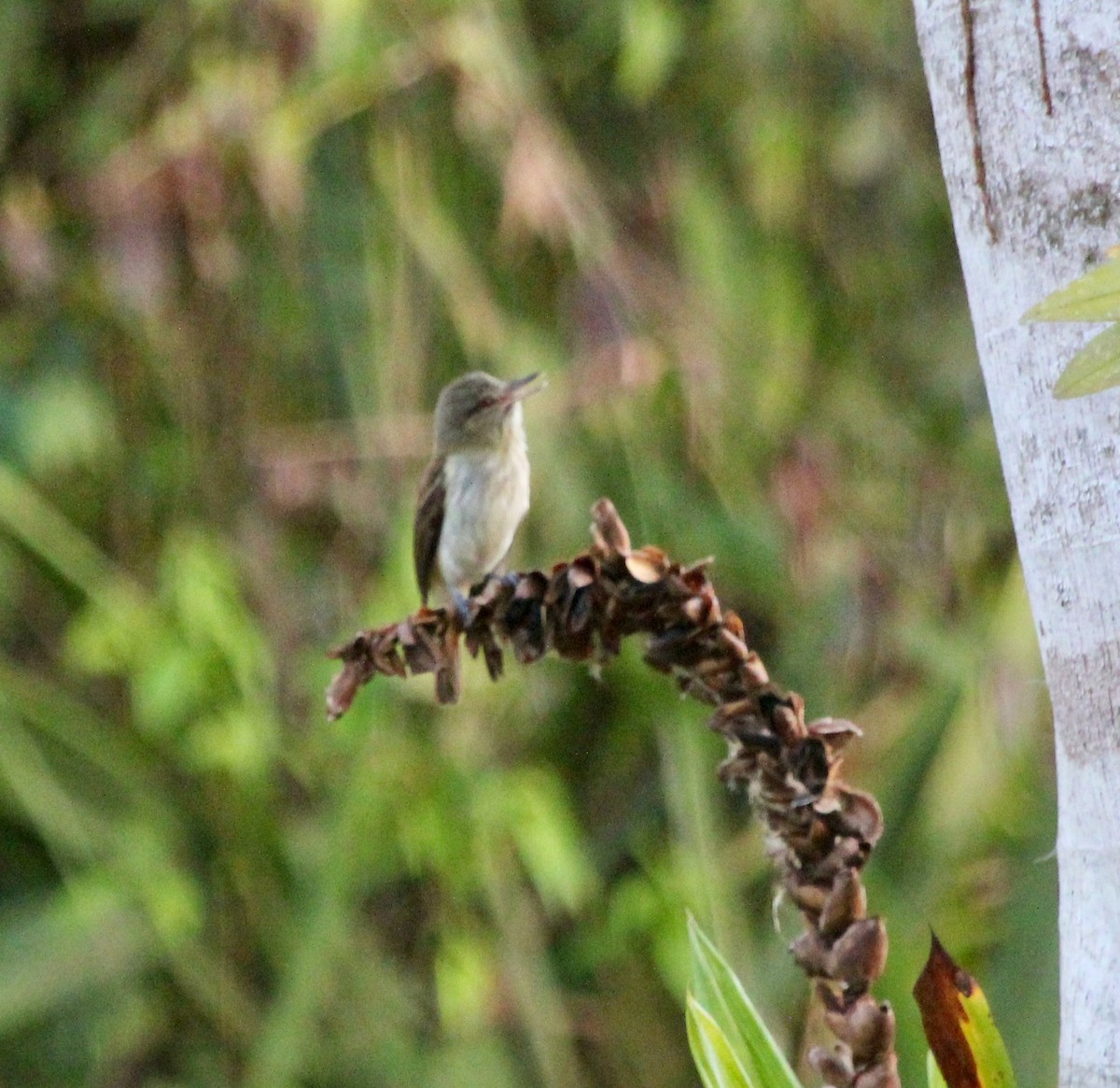 Gelbbürzel-Attilatyrann - ML645455050
