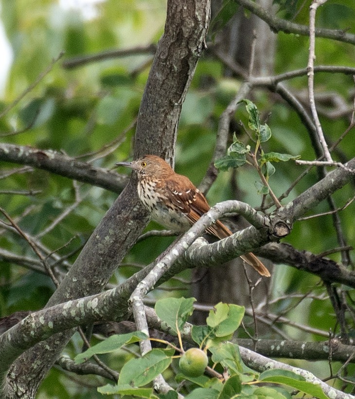 Rotspottdrossel - ML645455051