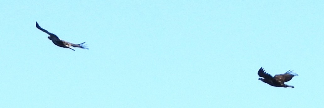 Weißkopf-Seeadler - ML645455053