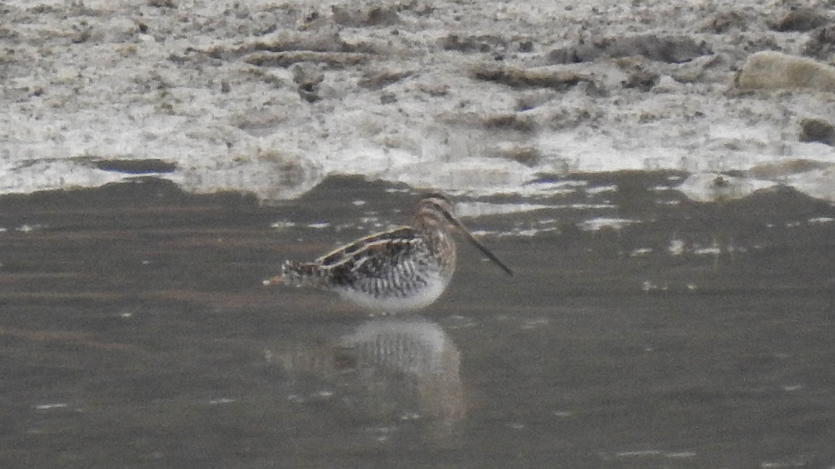 Wilsonbekassine - ML645455054