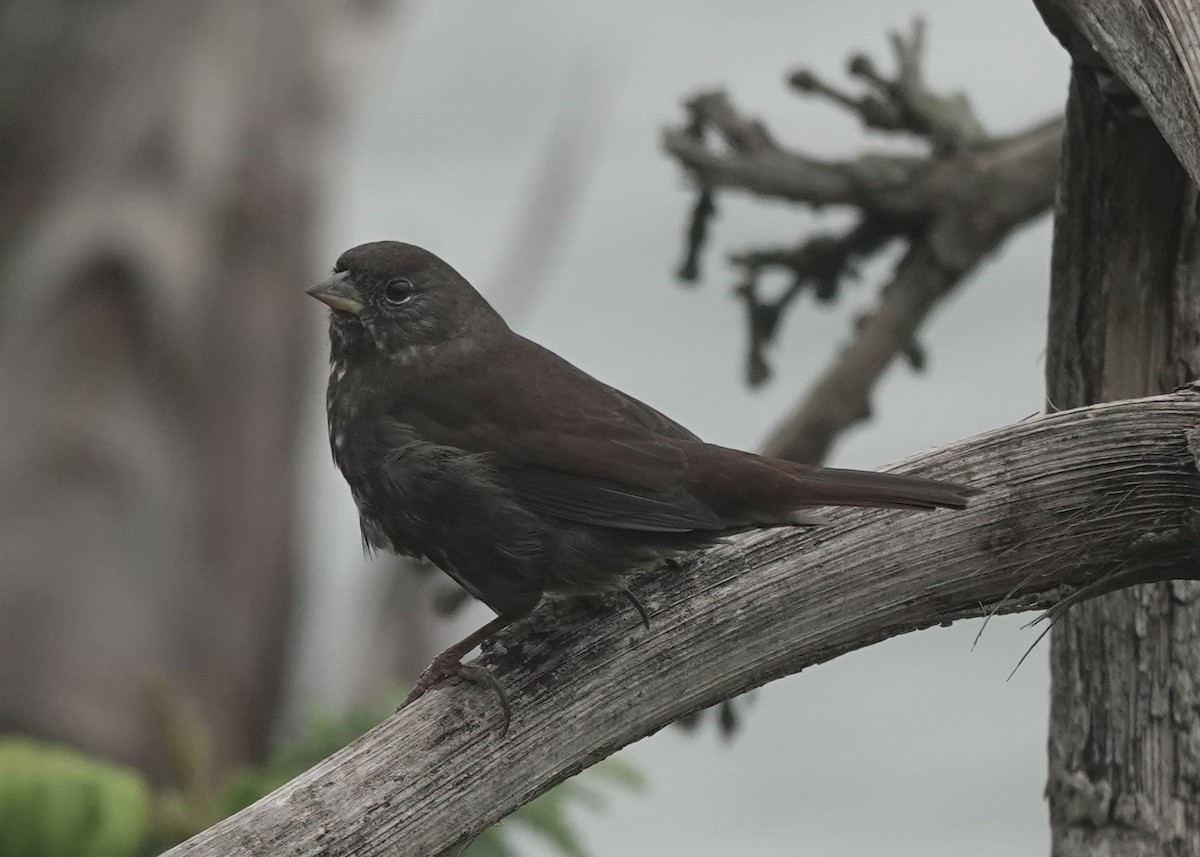 Fuchsammer - ML645455055