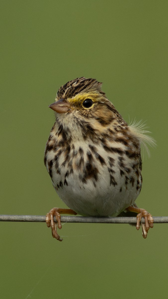 Grasammer - ML645455056