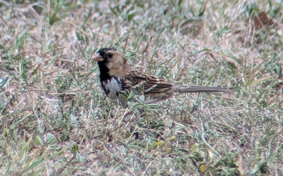 Harrisammer - ML645455057