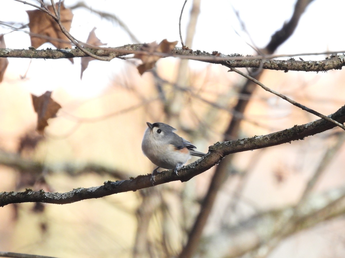 Tufted Titmouse - ML645455063