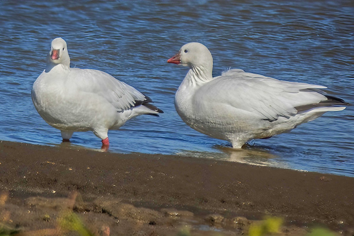 Snow Goose - ML645455064