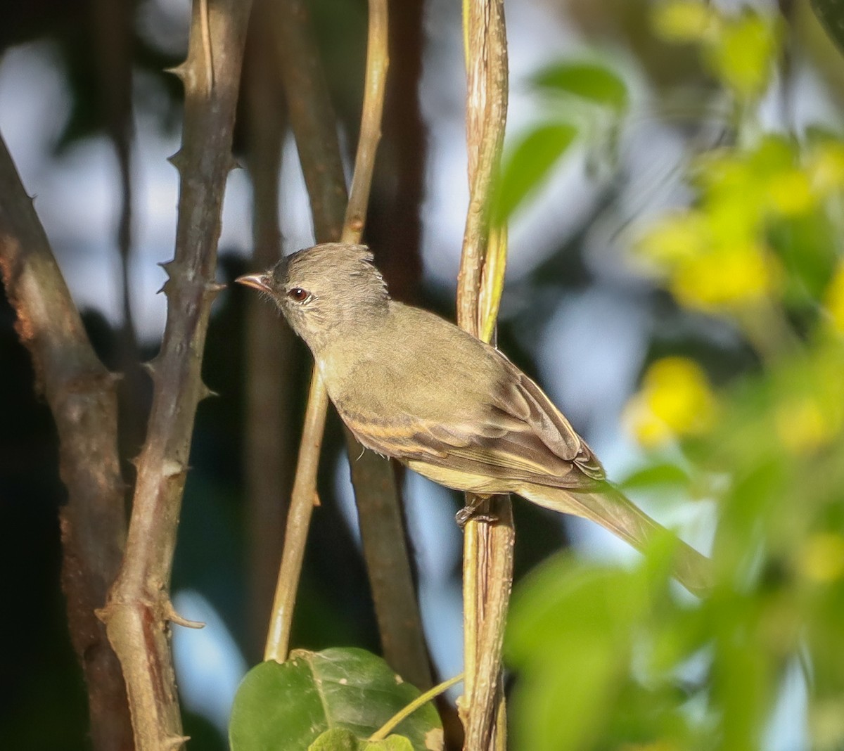Southern Beardless-Tyrannulet - ML645455069