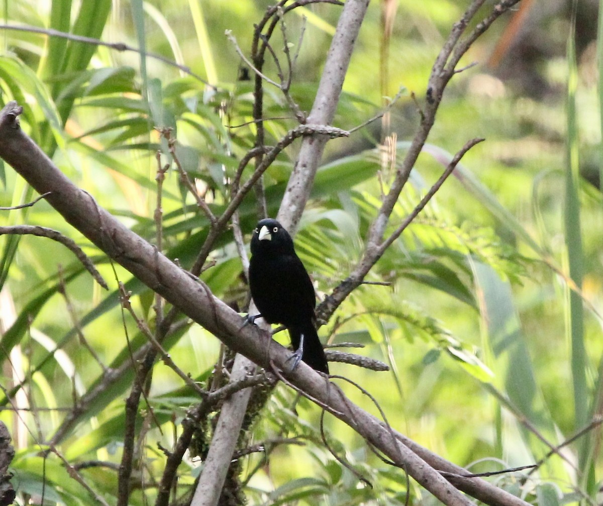Yellow-billed Cacique - ML645455071