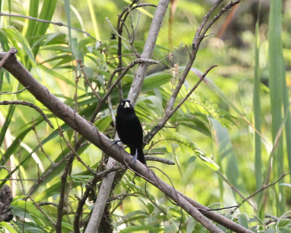 Yellow-billed Cacique - ML645455072