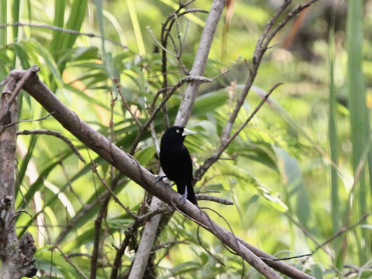 Yellow-billed Cacique - ML645455073