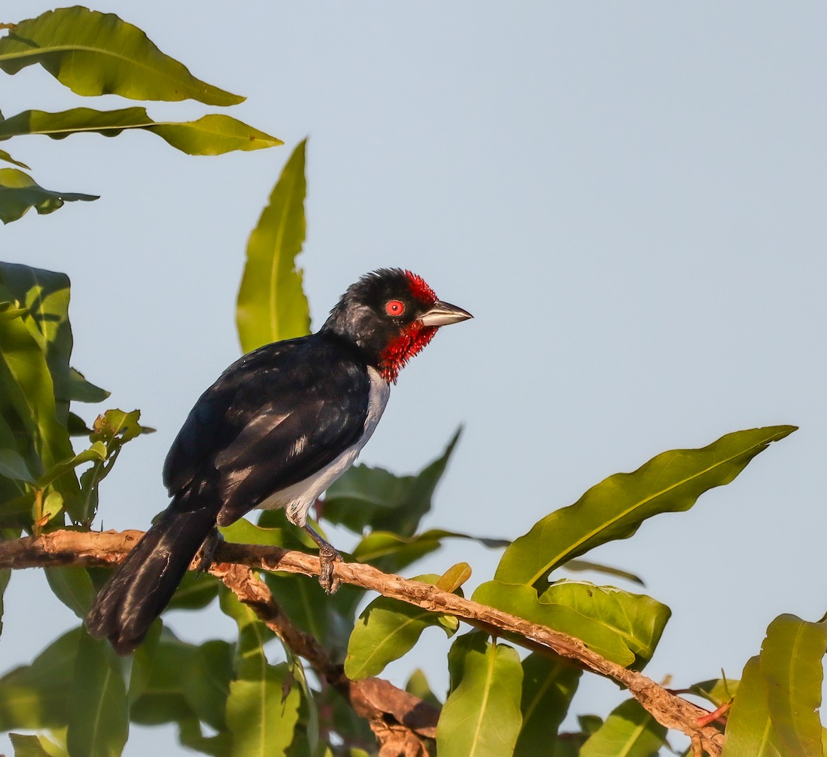 Crimson-fronted Cardinal - ML645455088