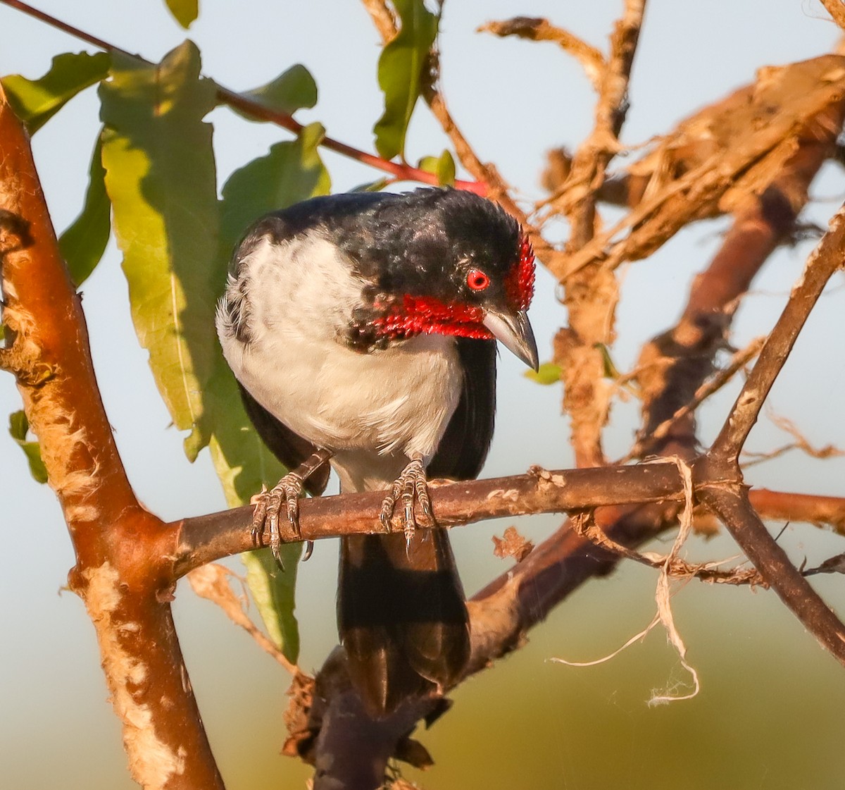 Crimson-fronted Cardinal - ML645455090