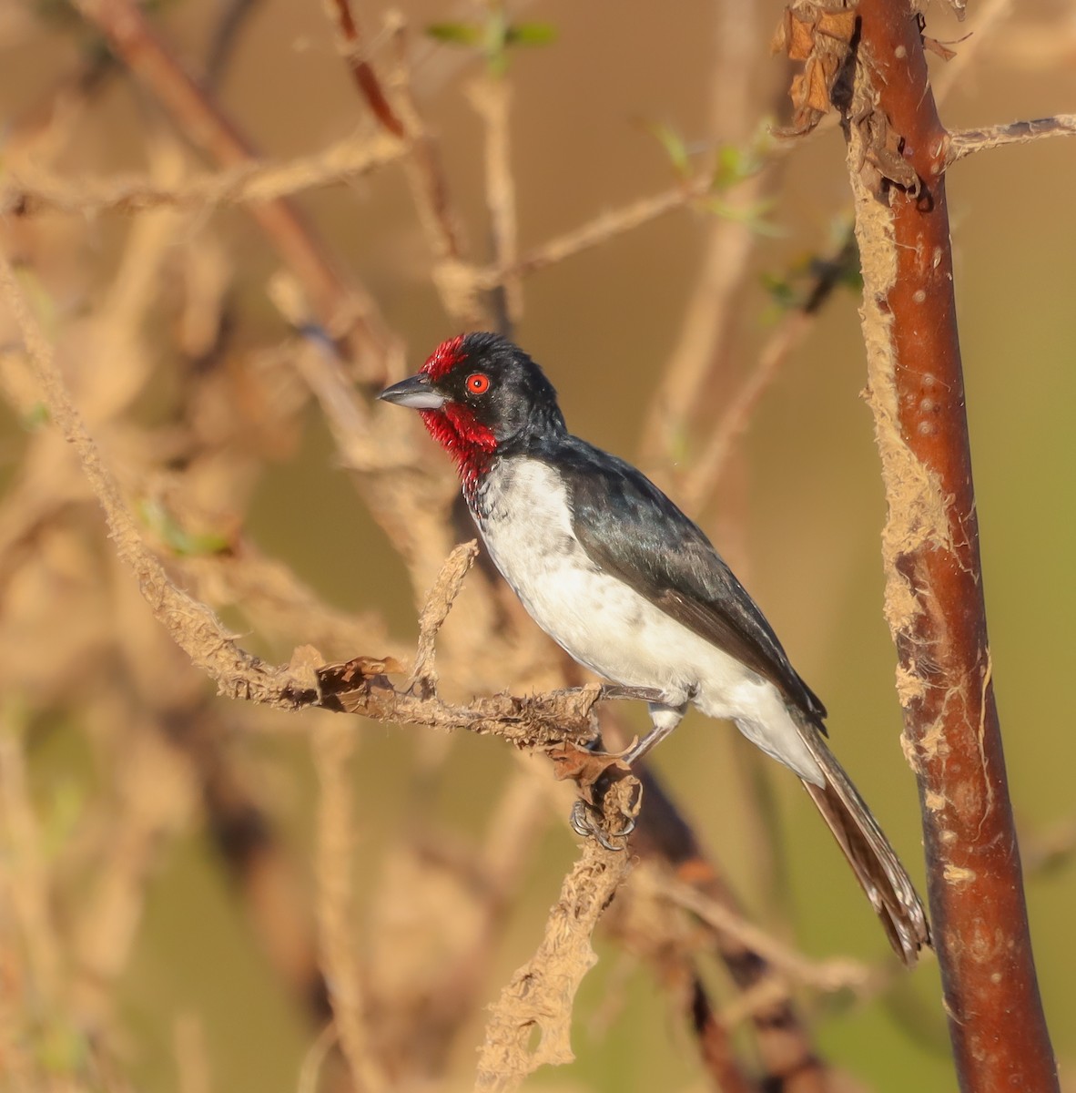 Crimson-fronted Cardinal - ML645455091
