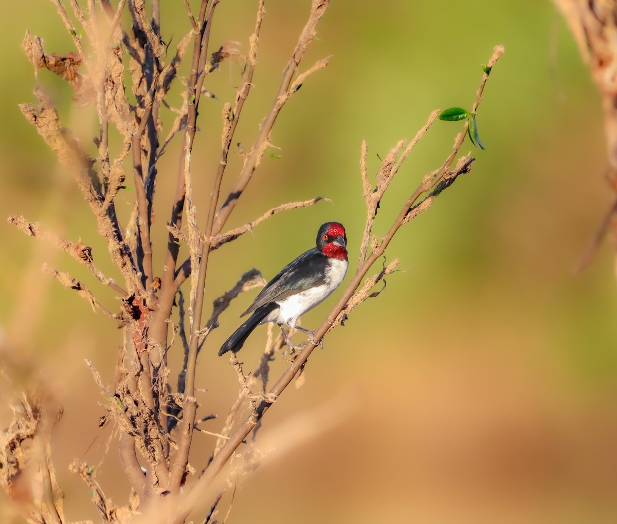 Crimson-fronted Cardinal - ML645455092