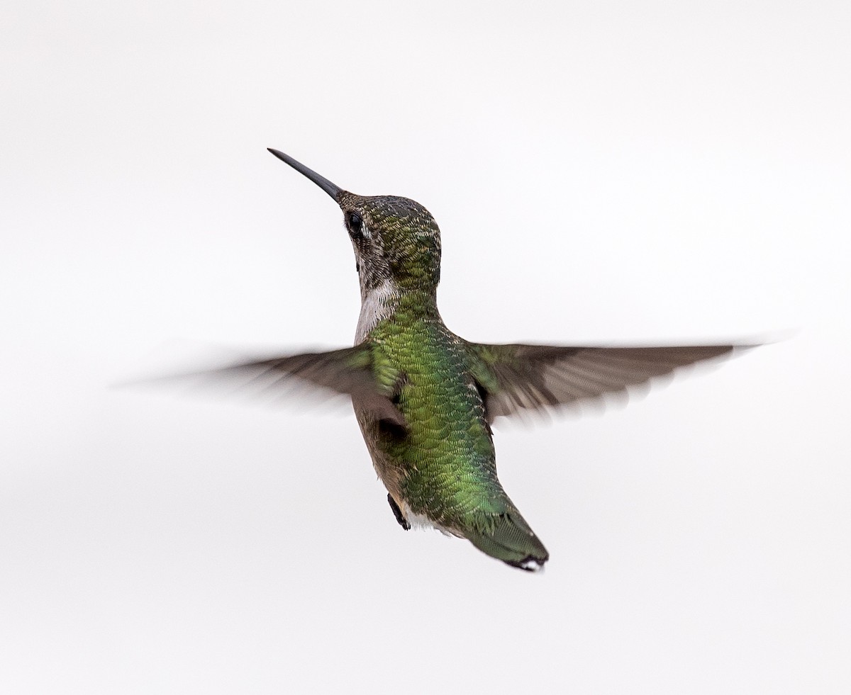 Рубиновогорлый колибри - ML645455096