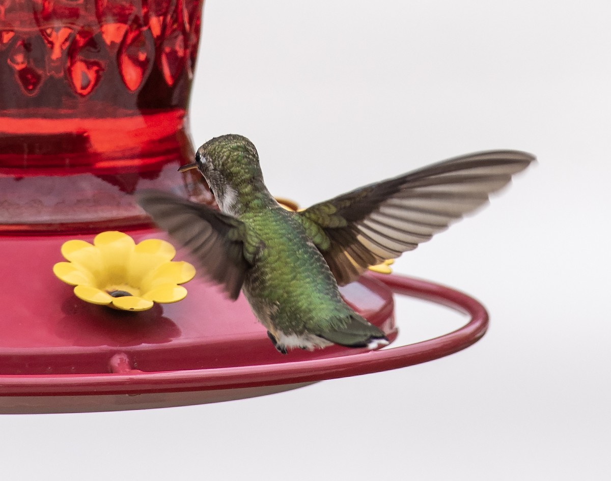 Рубиновогорлый колибри - ML645455097