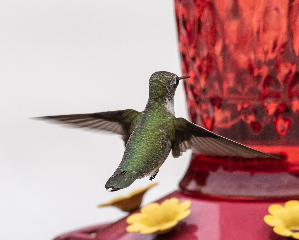 Рубиновогорлый колибри - ML645455099