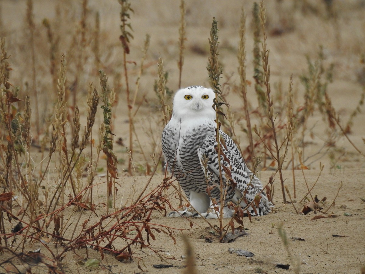 Snowy Owl - ML645455101