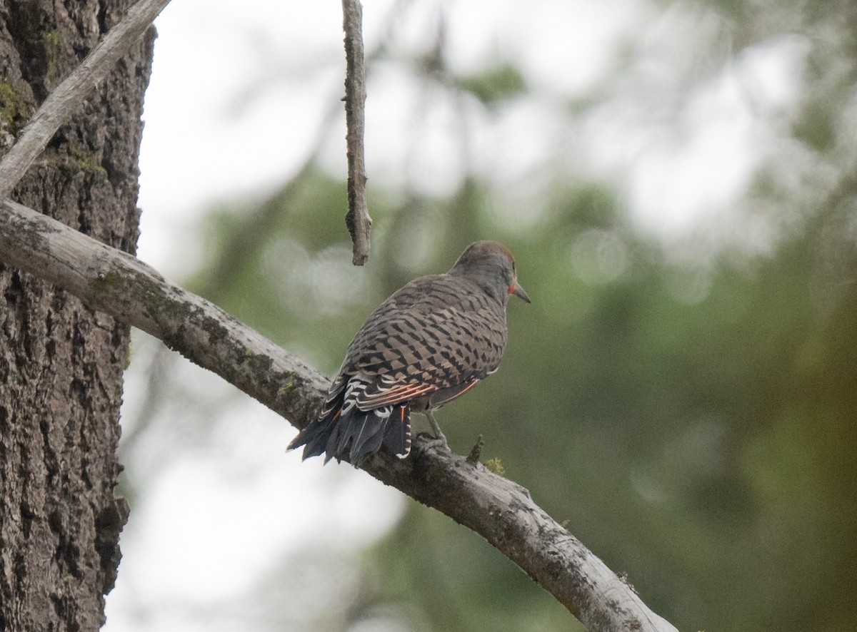 Northern Flicker - ML645455109