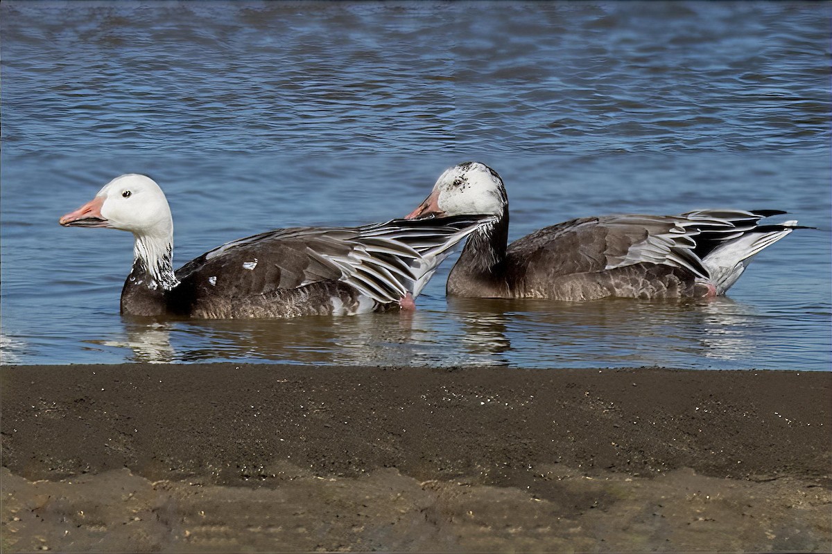Snow Goose - ML645455114