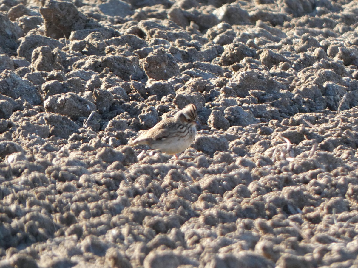 Wood Lark - ML645455116