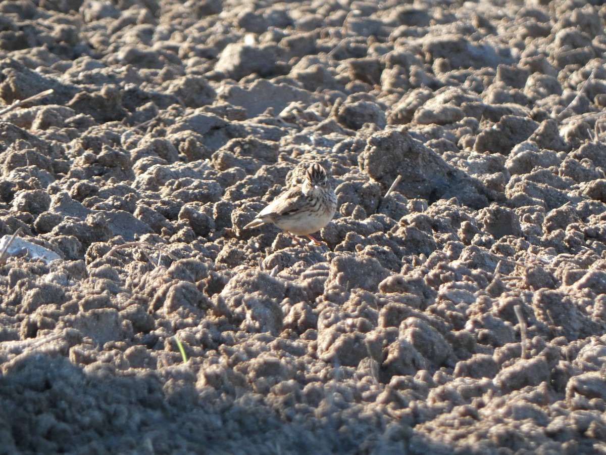 Wood Lark - ML645455117