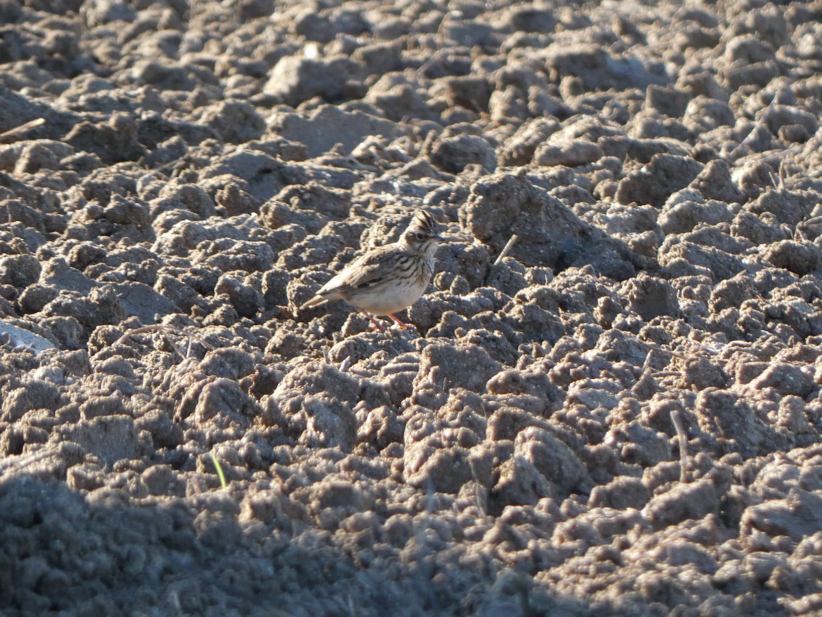 Wood Lark - ML645455118