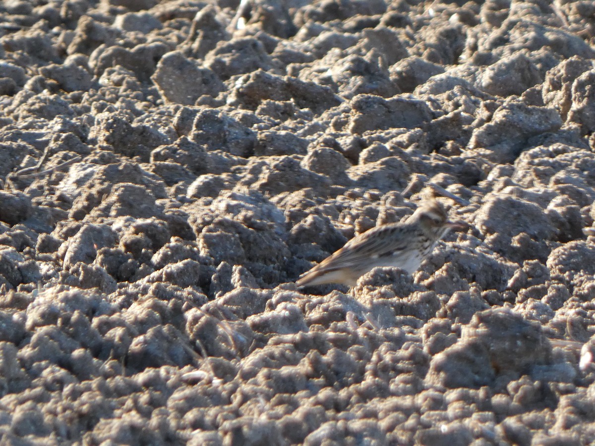 Wood Lark - ML645455119