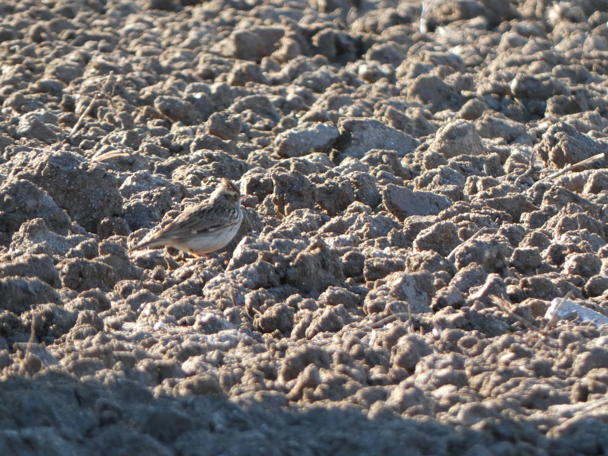 Wood Lark - ML645455120