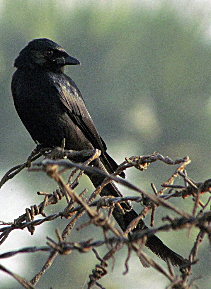drongo černý - ML645455137