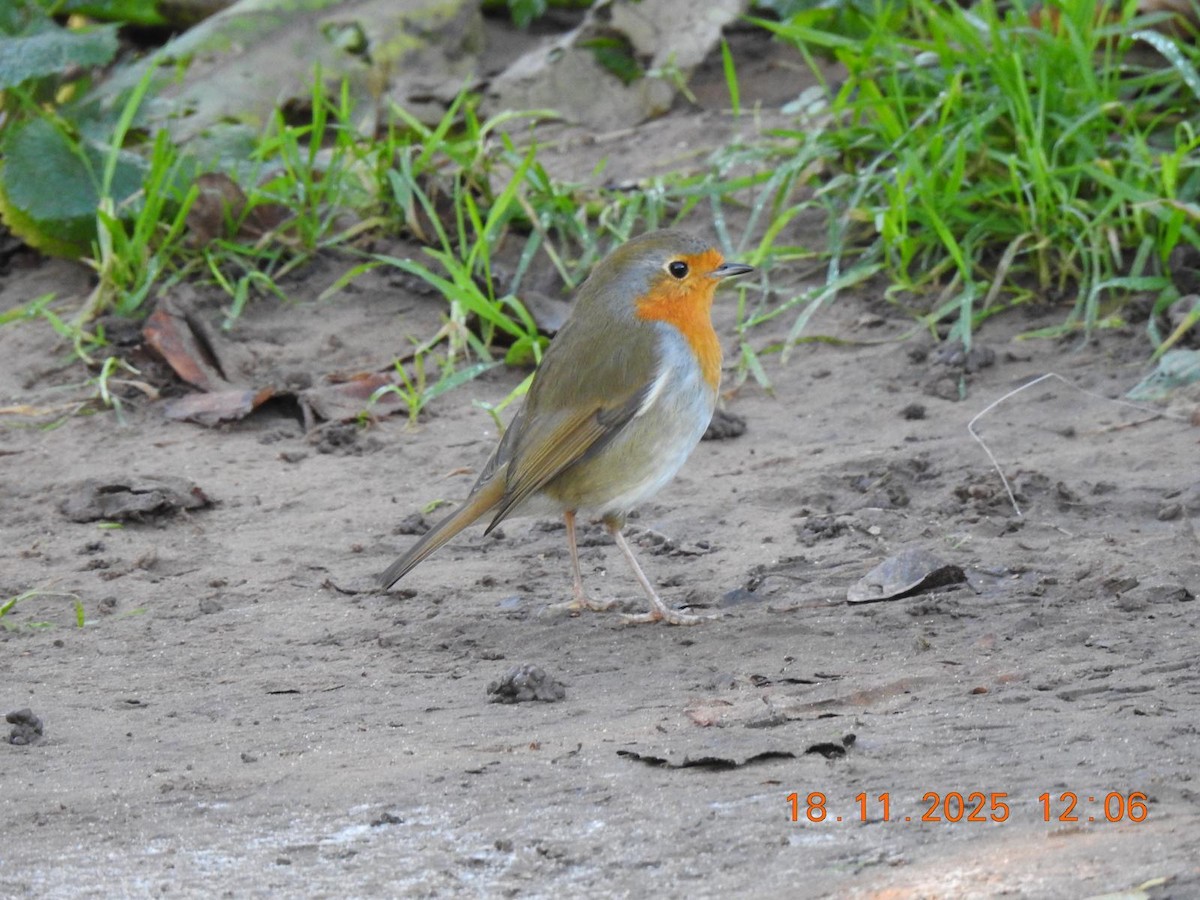 červenka obecná - ML645455139