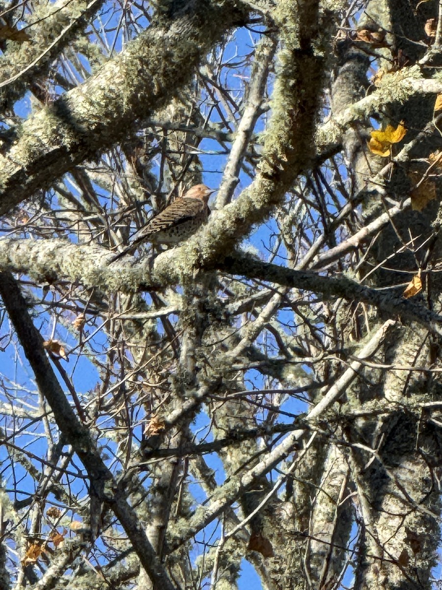 Northern Flicker (Yellow-shafted) - ML645455142