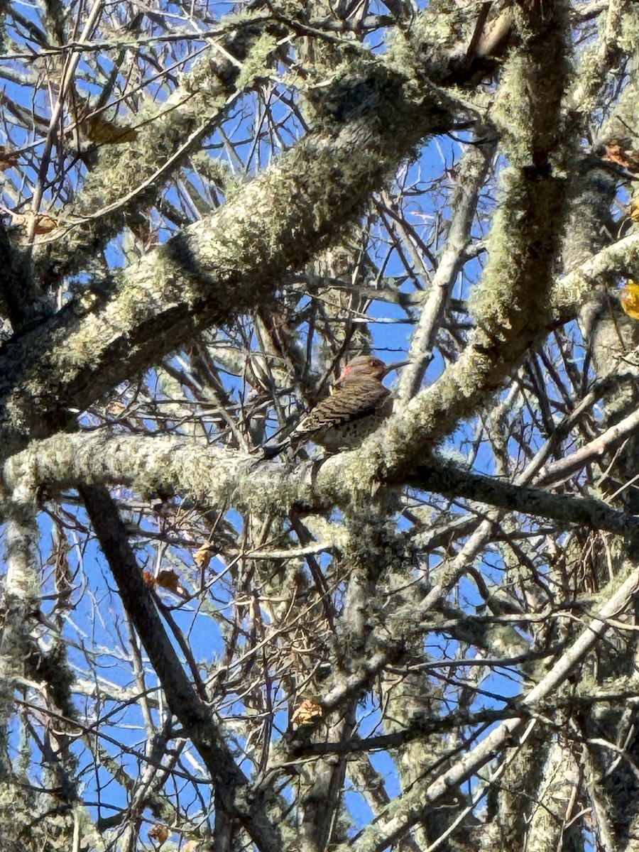 Northern Flicker (Yellow-shafted) - ML645455143