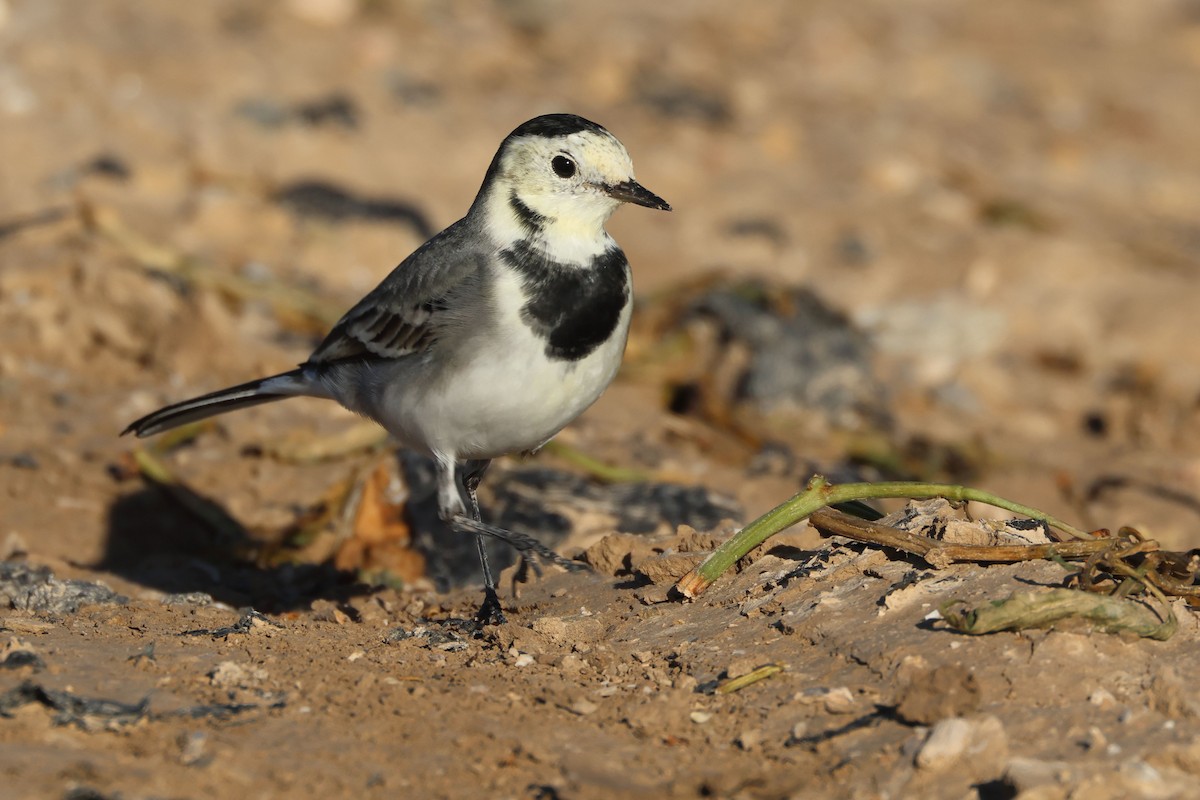 White Wagtail - ML645455144
