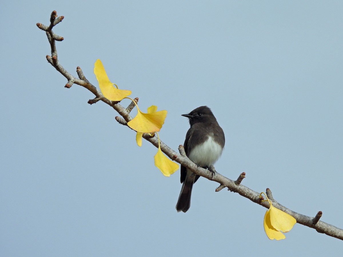 Black Phoebe - ML645455146