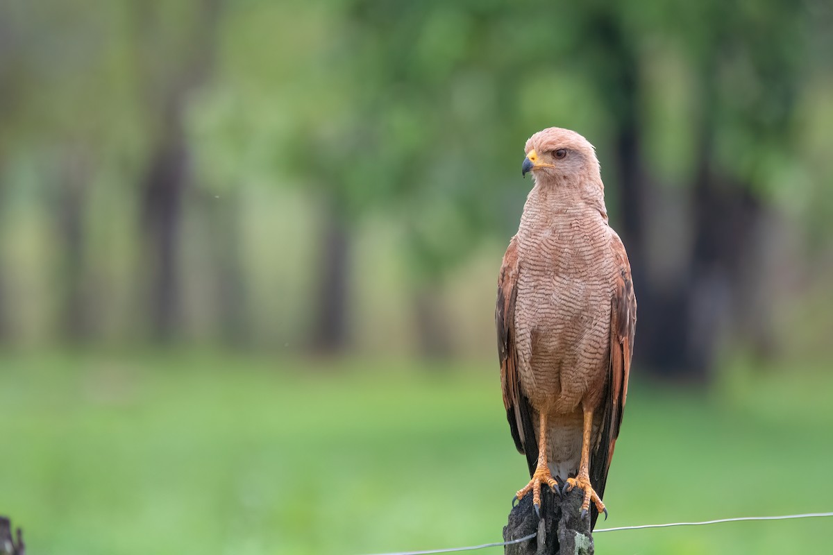 サバンナノスリ - ML645455149