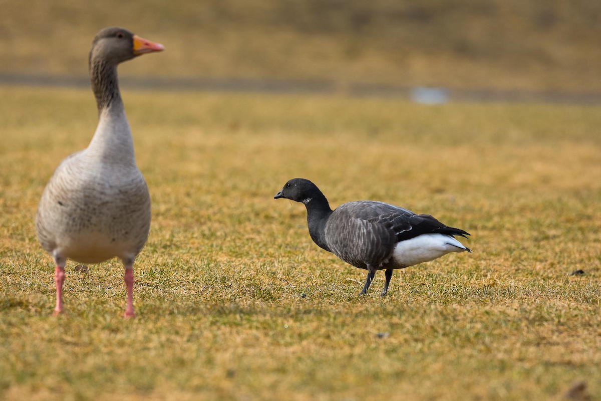 ברנטה כהה (כהת-בטן) - ML645455167