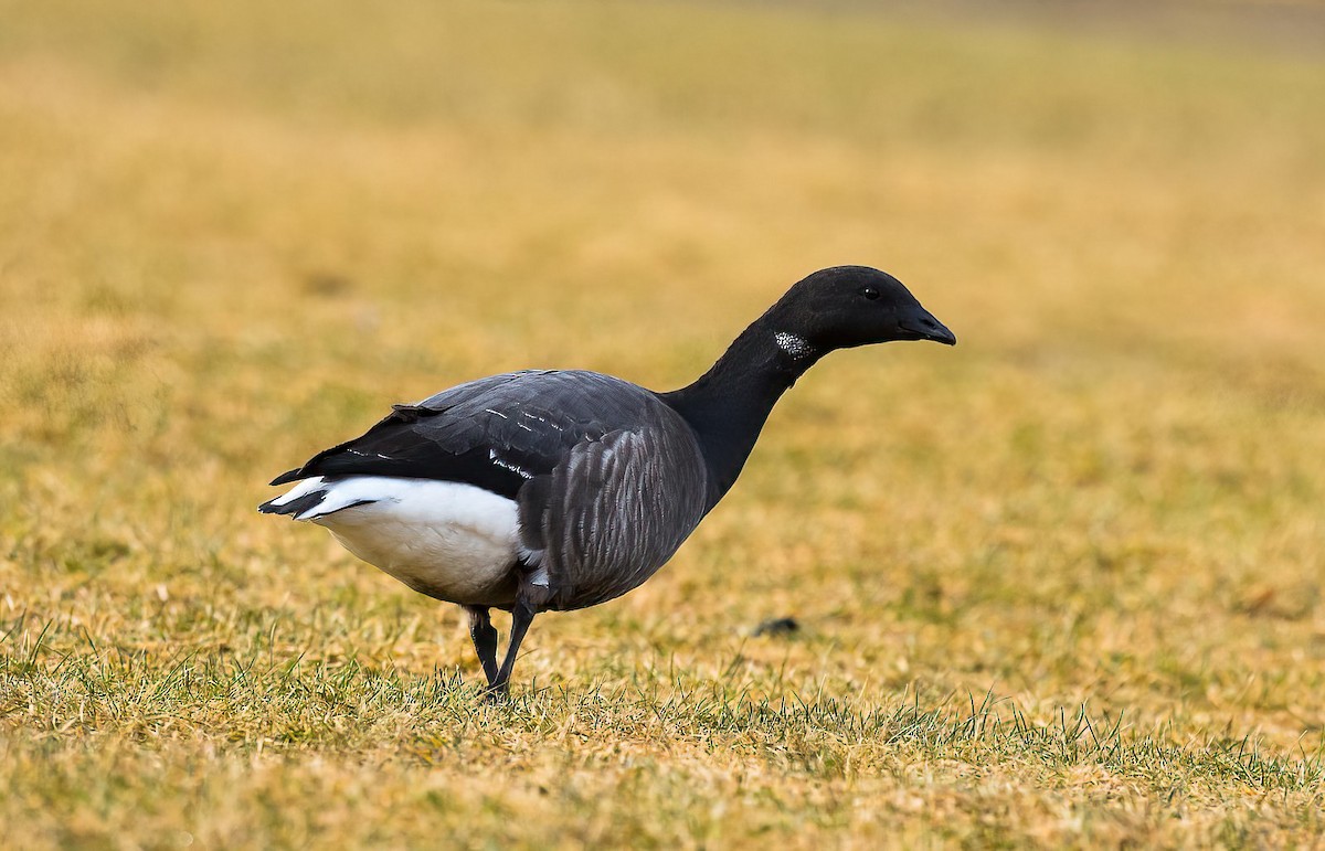 ברנטה כהה (כהת-בטן) - ML645455171